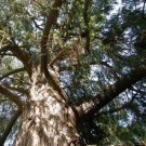 Montezuma Bald Cypress Tree Seeds Taxodium Huegelii 20 Seeds Fresh Seeds Fast Shipping
