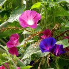 Morning Glory Fieldgrown Mix Flower Seeds Ipomoea Purpurea 20 Seeds Fresh Seeds Fast Shipping