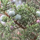 Moroccan Cypress Tree Seeds Cupressus Dupreziana Var Atlantica 20 Seeds Fresh Seeds Fast Shipping