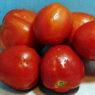 Mother Russia Tomato Grown To Organic Standards Fresh Seeds Fast Shipping