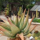 Mountain Aloe Succulent Seeds Aloe Marlothii 20 Seeds Fresh Seeds Fast Shipping
