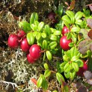 Mountain Cranberry Bush Seeds Vaccinium Vitis-Idaea 50 Seeds Fresh Seeds Fast Shipping