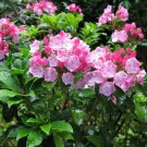 Mountain Laurel Bush Seeds Kalmia Latifolia 50 Seeds Fresh Seeds Fast Shipping