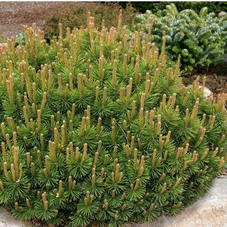 Mountain Pine Tree Seeds Pinus Mugo Mughus 25 Seeds Fresh Seeds Fast Shipping