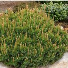 Mountain Pine Tree Seeds Pinus Mugo Mughus 25 Seeds Fresh Seeds Fast Shipping