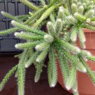 Mouse Tail Cactus Seeds Rhipsalis Horrida Madagaskar 20 Seeds Fresh Seeds Fast Shipping