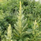 Mullein Fresh Seeds Fast Shipping