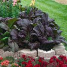 Mustard Red Giant Vegetable Seeds Brassica Juncea 30 Seeds Fresh Seeds Fast Shipping