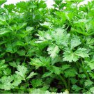 Nan Ling Cutting Leaf Celery Seeds Fresh Seeds Fast Shipping