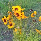 Navajo/Hopi Tea Herb Garden Fresh Seeds Fast Shipping