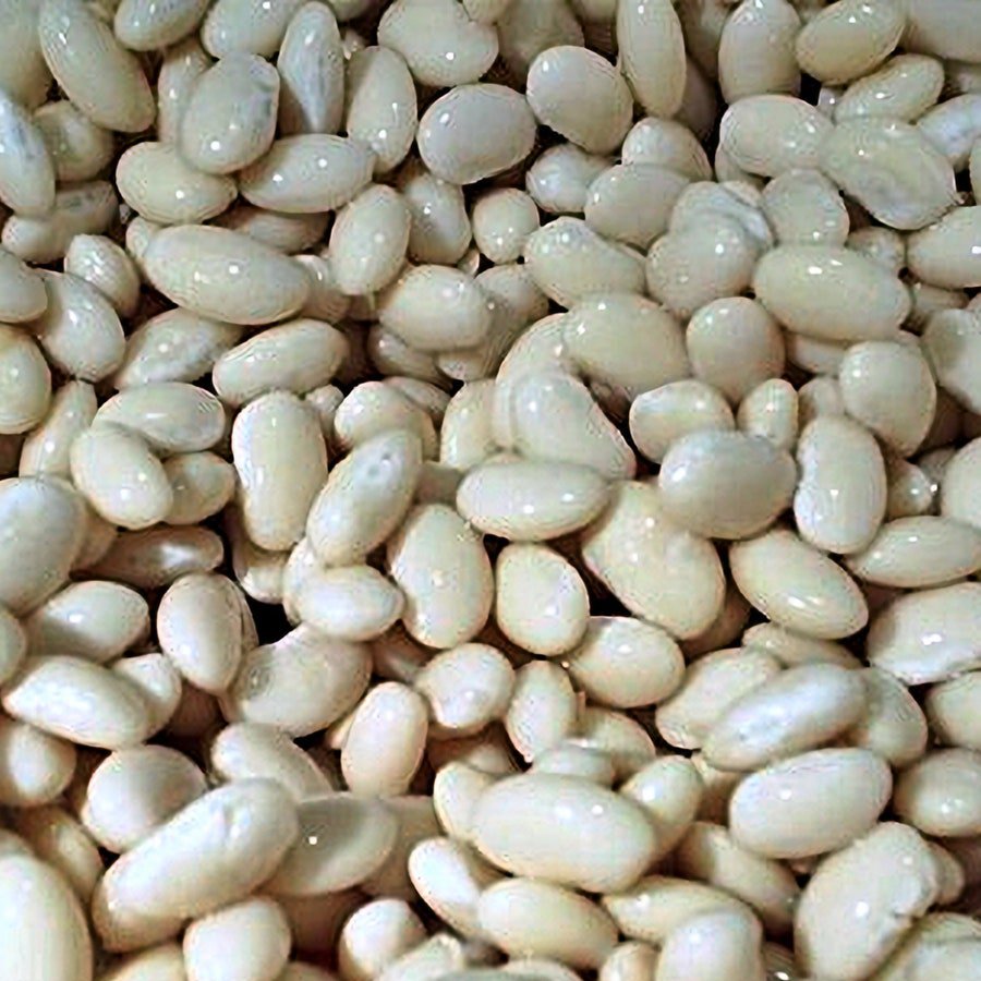 Navy Dry Shell Beans Fresh Seeds Fast Shipping