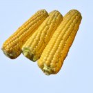 New Moma Super Sweet Corn Seeds Fresh Seeds Fast Shipping
