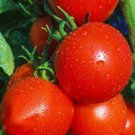 New Yorker Tomato Super Early Short Season Fresh Seeds Fast Shipping