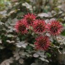 New Zealand Burrs Ground Cover Seeds Acaena Microphylla 50 Seeds Fresh Seeds Fast Shipping