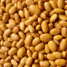 Nez Perce Dry Bush Bean Vegetable Fresh Seeds Fast Shipping