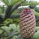 Noble Fir Tree Seeds Abies Procera 20 Seeds Fresh Seeds Fast Shipping