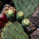 Nopal Prickly Pear Cactus Seeds Opuntia Engelmannii 25 Seeds Fresh Seeds Fast Shipping