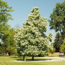 Northern Cigar Tree Seeds Catalpa Speciosa 15 Seeds Fresh Seeds Fast Shipping