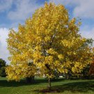 Northern Red Ash Tree Seeds Fraxinus Pennsylvanica 30 Seeds Fresh Seeds Fast Shipping