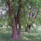 Northern River Birch Tree Seeds Betula Nigra 50 Seeds Fresh Seeds Fast Shipping