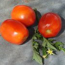 Northern Ruby Paste Tomato Grown To Organic Standards Fresh Seeds Fast Shipping