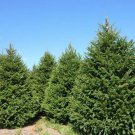 Norway Spruce Tree Seeds Picea Abies 20 Seeds Fresh Seeds Fast Shipping