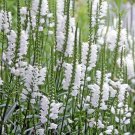 Obedient Plant White False Dragonhead Seeds Physostegia Virginiana 50 Seeds Fresh Seeds Fast Shippin