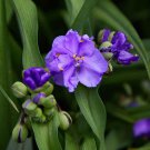 Ohio Spiderwort Flower Seeds Tradescantia Ohiensis 50 Seeds Fresh Seeds Fast Shipping