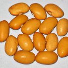 Oland Swedish Brown Dry Bush Beans Vegetable Fresh Seeds Fast Shipping