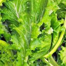 Old Fashioned Mustard Salad Greens Fresh Seeds Fast Shipping