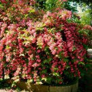 Old Fashioned Weigela Bush Seeds Weigela Florida 40 Seeds Fresh Seeds Fast Shipping