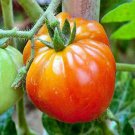 Old German Tomato Mennonite Community Vegetable Fresh Seeds Fast Shipping