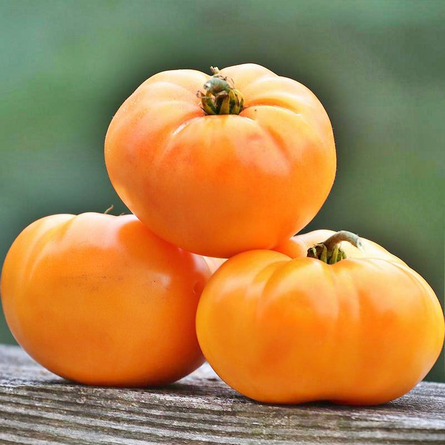 Omas Orange Tomato Vegetable Fresh Seeds Fast Shipping