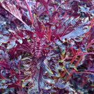 Opalescent Basil S Fresh Seeds Fast Shipping