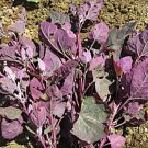 Orach Purple Mountain Spinach 100 Fresh Seeds Fast Shipping