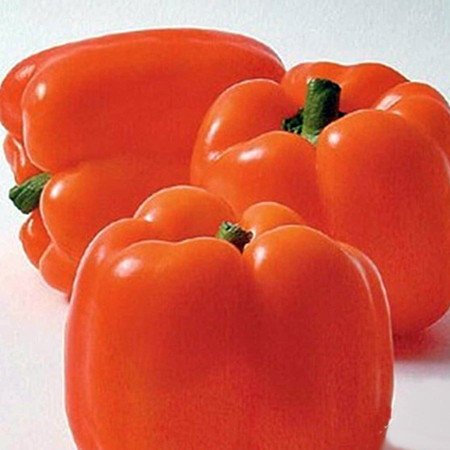 Orange Bell Pepper Vegetable Fresh Seeds Fast Shipping