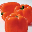 Orange Bell Pepper Vegetable Fresh Seeds Fast Shipping