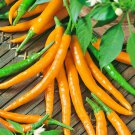 Orange Cayenne Hot Pepper Rare Seeds Vegetable Seeds Fresh Seeds Fast Shipping