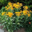 Orange Sneezeweed Flower Seeds Helenium Hoopesii 50 Seeds Fresh Seeds Fast Shipping