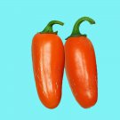 Orange Spice Jalapeno Hot Pepper Fresh Seeds Fast Shipping