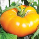 Orange/Yellow Brandywine Tomato Grown To Organic Standards Fresh Seeds Fast Shipping