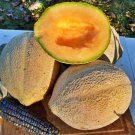 Oregon Cantaloupe Fresh Seeds Fast Shipping