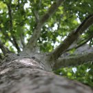 Oriental Plane Tree Seeds Platanus Orientalis 50 Seeds Fresh Seeds Fast Shipping