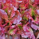 Outredgeous Lettuce Vegetable Fresh Seeds Fast Shipping
