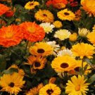Pacific Beauty Calendula Plant Seeds Fresh Seeds Fast Shipping