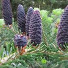 Pacific Silver Fir Tree Seeds Abies Amabilis 15 Seeds Fresh Seeds Fast Shipping