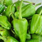 Padron Hot Pepper Fresh Seeds Fast Shipping