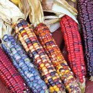 Painted Mountain Native Corn Seeds Fresh Seeds Fast Shipping