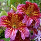 Painted Tongue Velvet Dolly Mix Flower Seeds Salpiglossis Sinuata 100 Seeds Fresh Seeds Fast Shippin