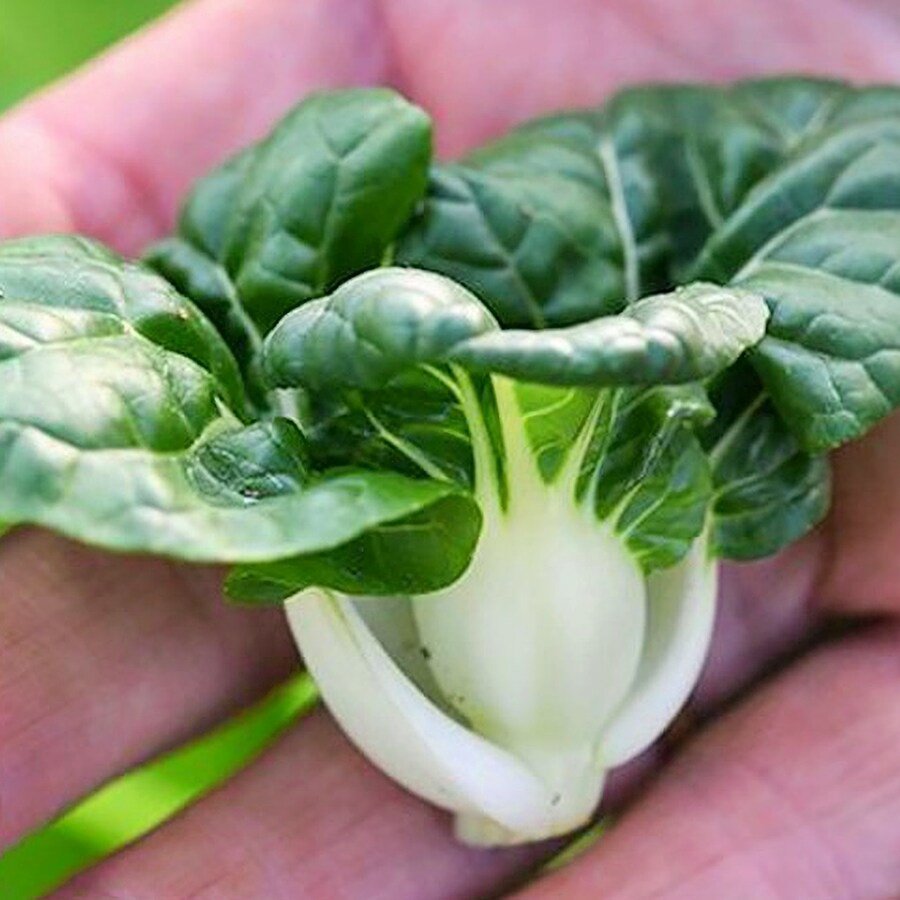 Pak Choy Extra Dwarf Chinese Cabbage Vegetable Fresh Seeds Fast Shipping